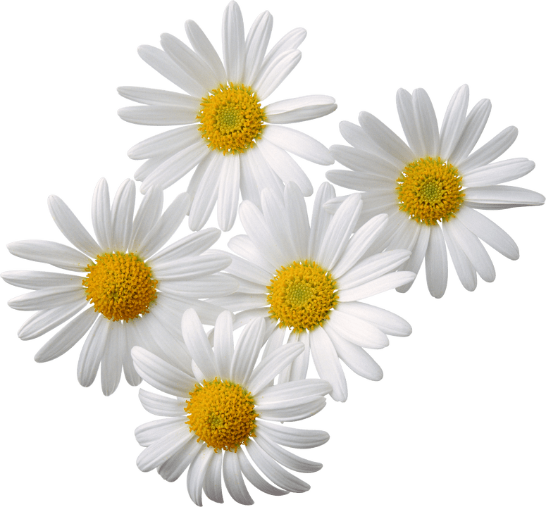 Camomila