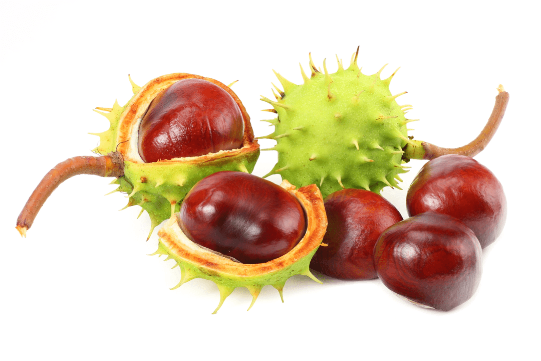 Castanha
